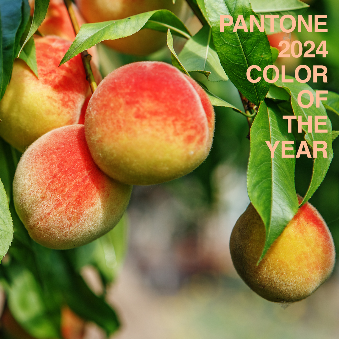 Peachy Prospects Embracing 2024 S Color Of The Year McConnell Marketing   PantoneBlogIMGSquare 1 