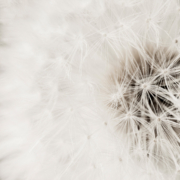 Pantone Color of the Year 2026